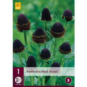 Rudbeckia BLACK BEAUTY 'C'