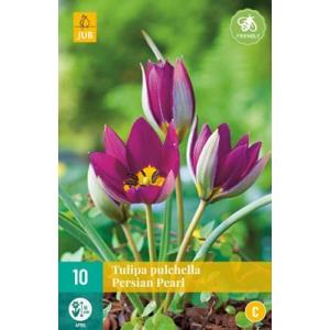 Tulipan Pulchella Persian Pearl 'C'