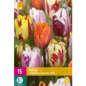 Tulip Flaming Beauty Mix 'D'