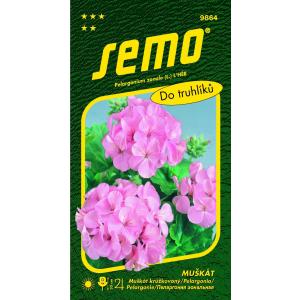 Pelargonia pasiasta różowa 11s