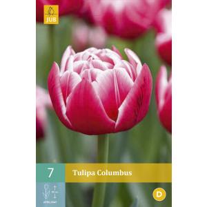 Tulipan Columbus "C
