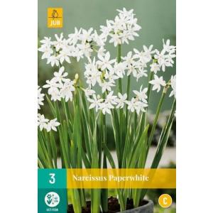 Daffodil Potnarcis Paperwhite "C"