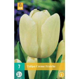 Tulip Creme Fraiche "C"