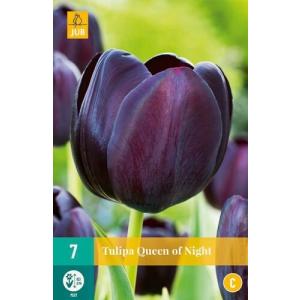 Tulipan Queen of Night 'C'