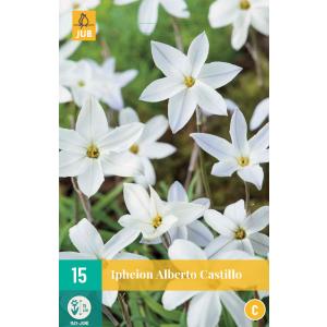Ipheion Uniflorum Albert Castillo 'C'