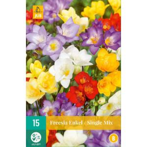 Freesia Freesia Single mix "C"