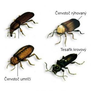 Owady drążące drewno