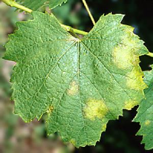 Winorośl peronosporowa