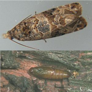 Obwoluta marmurkowa