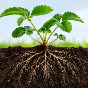Trifender: biologiczna ochrona roślin z wykorzystaniem grzyba Trichoderma asperellum