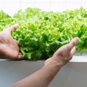 Hydroponiczna uprawa roślin: praktyczne instrukcje i praktyczne przykłady