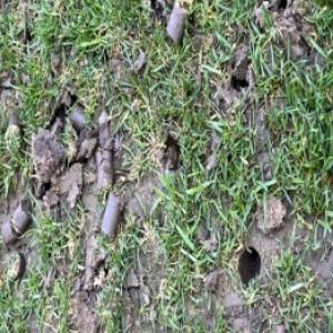 Napowietrzanie trawnika krok po kroku: jak prawidłowo napowietrzać trawnik?