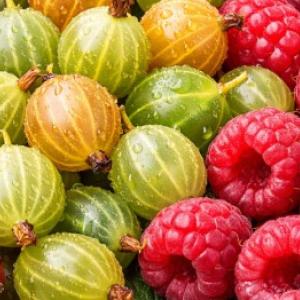 Przedwiosenne przycinanie krzewów owocowych: jak przycinać porzeczki, agrest i maliny?