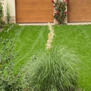 Trawa pampasowa: pielęgnacja i wiosenne przycinanie w celu pobudzenia kwitnienia