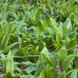 Jak uprawiać czosnek niedźwiedzi w domu i nie pomylić go z konwalią w lesie?