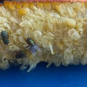 Jak radzić sobie z irytującymi muchami?