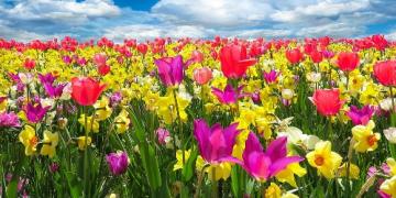 O wiosennych roślinach cebulowych warto pomyśleć już jesienią. Sadzi się je przed mrozem