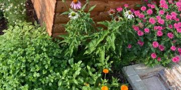 Czy w Twoim ogrodzie rosną zioła? Odkryj je, zanim zrobią to mszyce