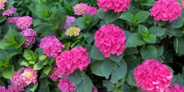 Kiedy przycinać róże lub trawy ozdobne? Możemy również doradzić w sprawie lawendy