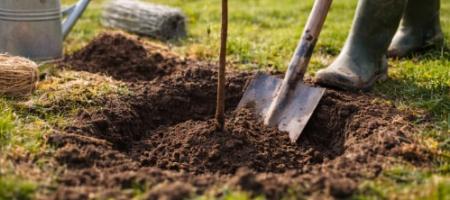 Sadzenie drzew owocowych: kompletny przewodnik sadzenia