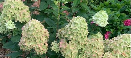 Hydrangea metellata