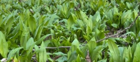 Jak uprawiać czosnek niedźwiedzi w domu i nie pomylić go z konwalią w lesie?