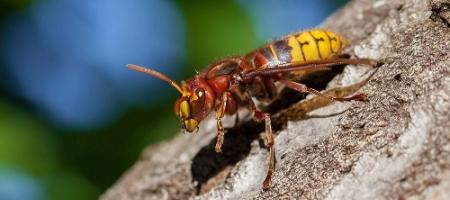 Szerszenie są przerażające. Oto jak sobie z nimi radzić