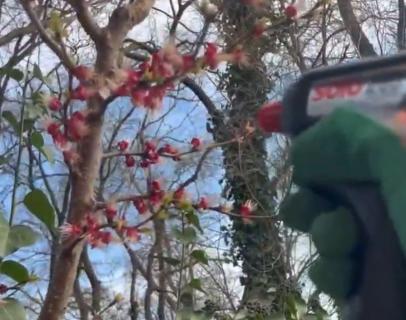 Kedy je správne načasovanie postreku proti monilióze na marhuliach, višniach alebo čerešniach?