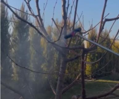 Kedy vykonať predjarný postrek proti prezimujúcim škodcom?